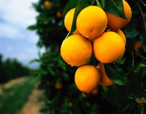 脐橙的食疗作用与相克的食物