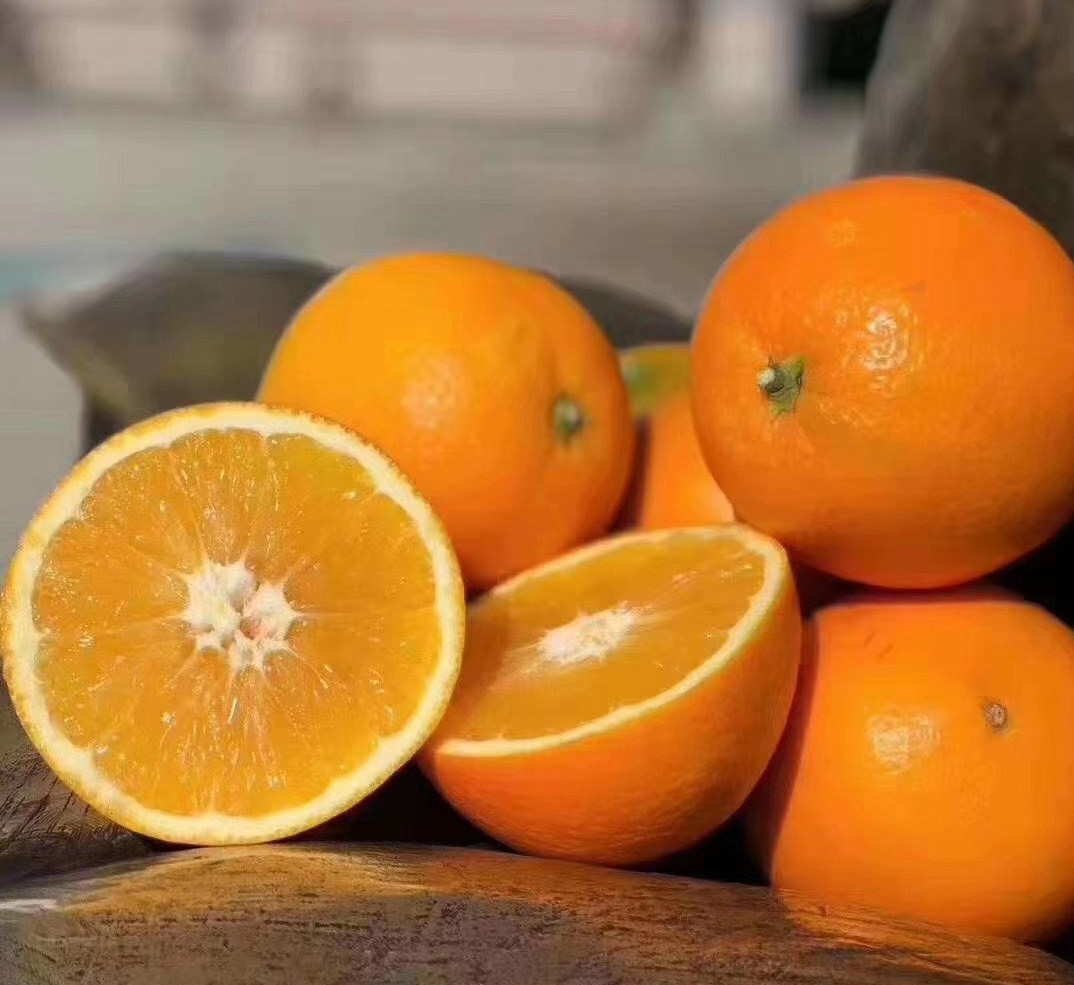 1970年第一株赣南脐橙在信丰种下之后……